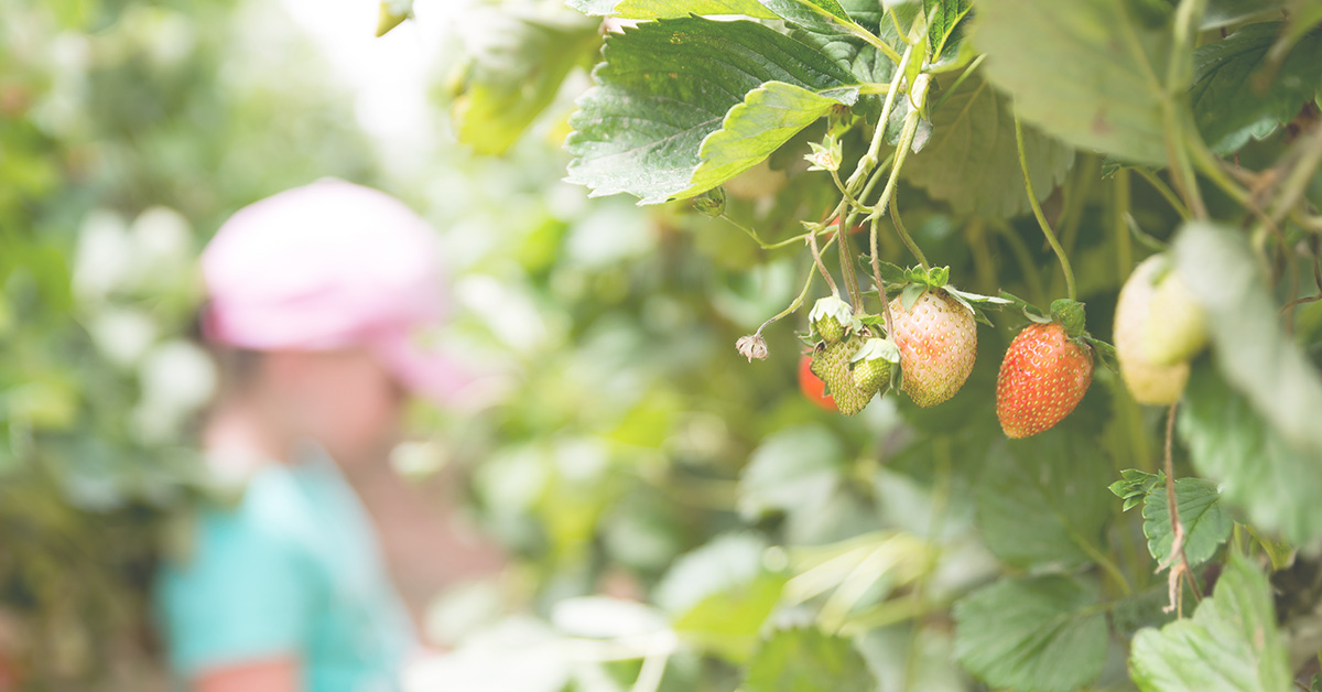 Why Bold Flavours are Your Next Big Opportunity in WA Agritourism