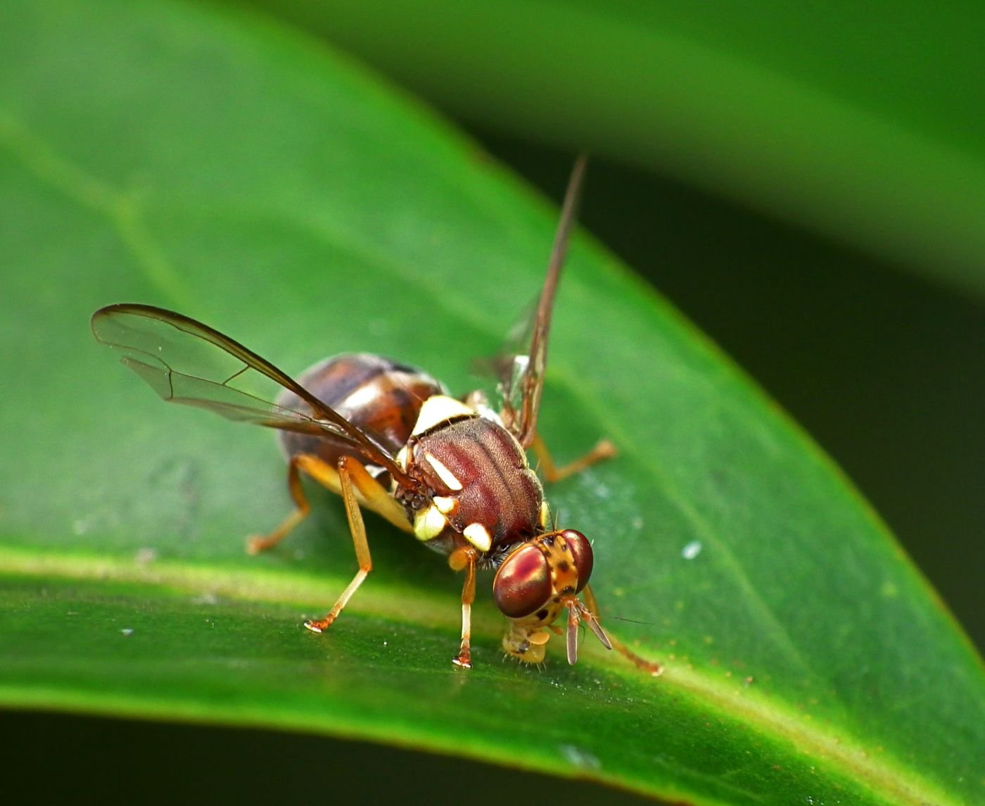 New Fruit Fly Quarantine Declared in Perth, Imposing Strict Produce Movement Controls