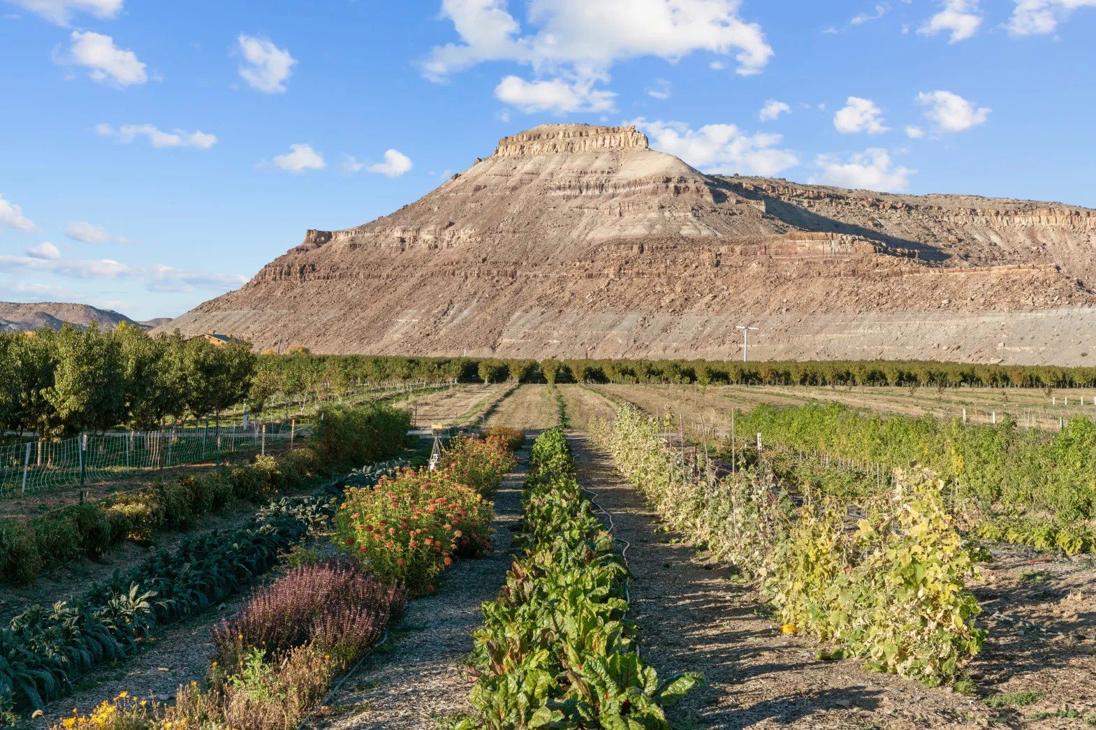 Colorado Farm Case Studies Show How Agritourism Buffers Crop Loss and Secures Succession