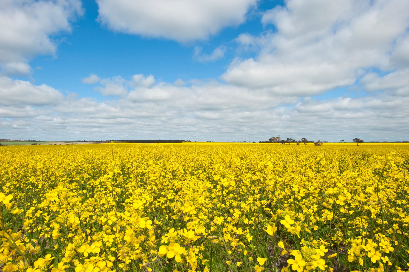 DPIRD Season 2026 Webpages Offer Data Tools for Wheatbelt Operators Heading into Harvest