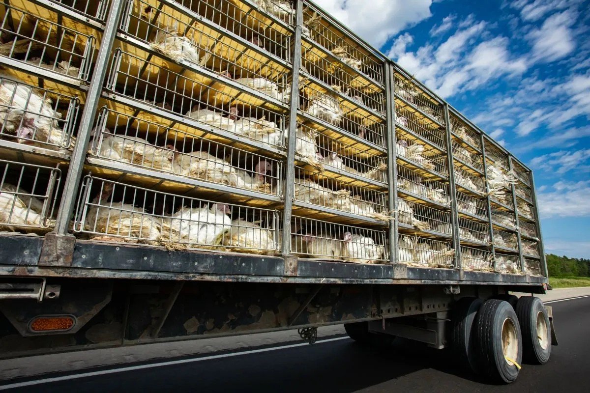 New Zealand Proposes Relaxed Homekill Rules That Could Reshape Direct-to-Consumer Meat Sales