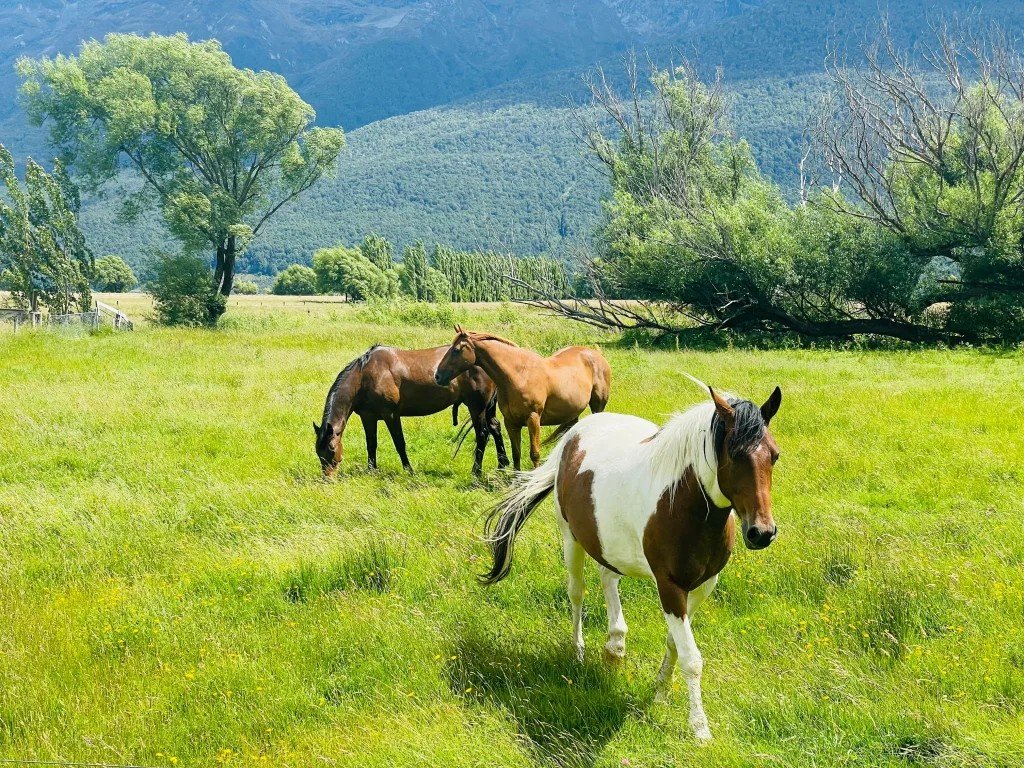 New Zealand Sanctuary’s Volunteer Labour Model Offers a Replicable Blueprint for WA Farm Operators