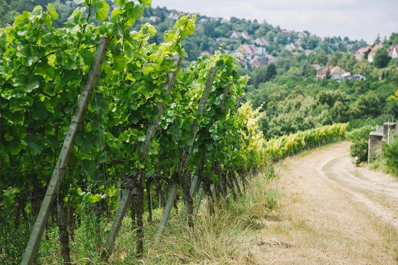 Italy’s 33 Million Agritourism Visits Hold Lessons for WA